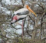 Painted Stork