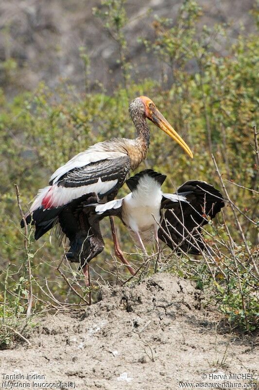 Painted Stork