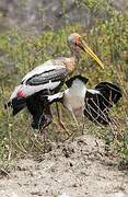 Painted Stork