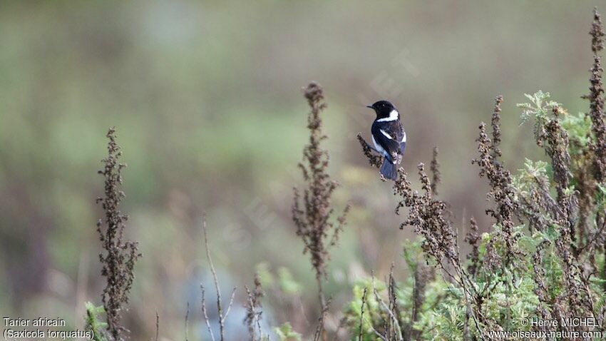 African Stonechat male adult breeding