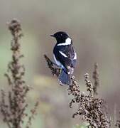 African Stonechat