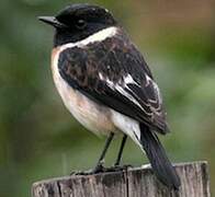 African Stonechat