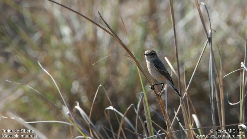 Siberian Stonechat