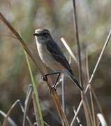 Siberian Stonechat