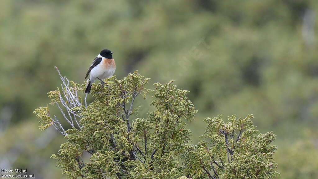 Siberian Stonechat male adult breeding, habitat, Behaviour