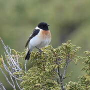 Siberian Stonechat