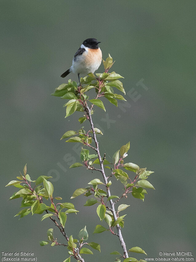 Siberian Stonechat male adult breeding