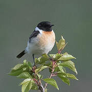 Siberian Stonechat