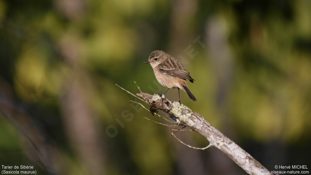 Siberian Stonechat