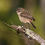 Siberian Stonechat