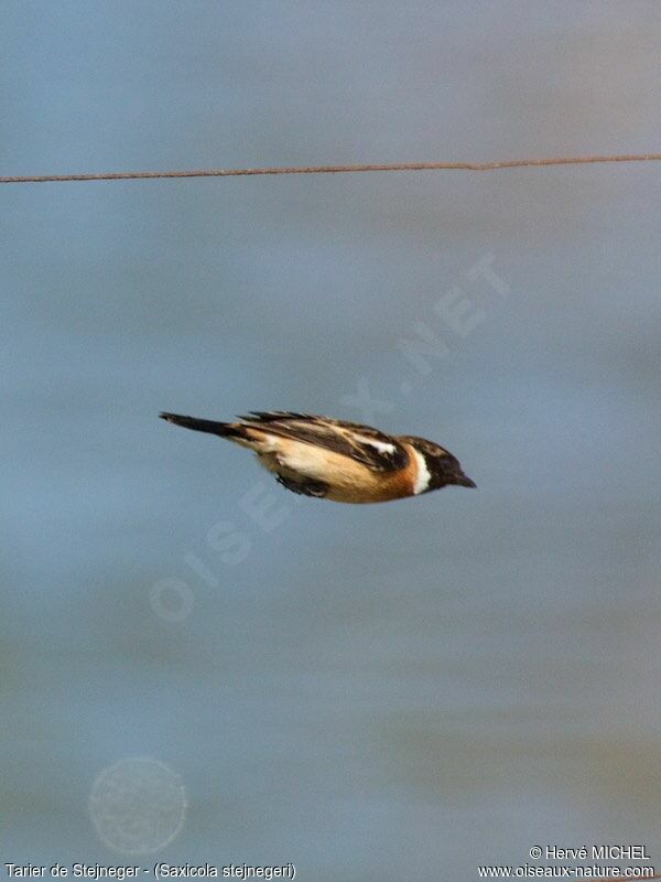 Stejneger's Stonechat male adult