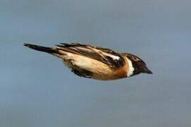 Amur Stonechat