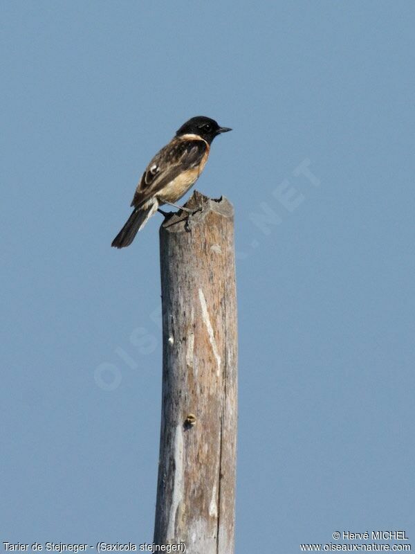 Stejneger's Stonechat male adult