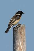 Stejneger's Stonechat