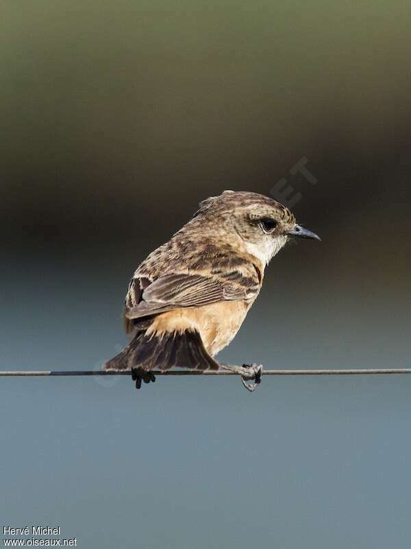 Amur Stonechat female adult, pigmentation