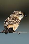 Stejneger's Stonechat