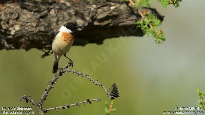 Stejneger's Stonechat male adult breeding