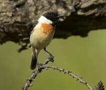 Amur Stonechat