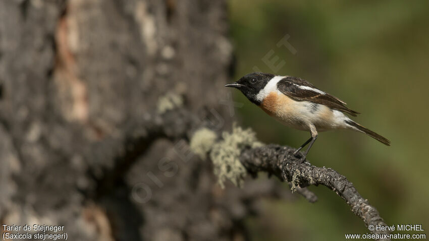 Stejneger's Stonechat male adult breeding