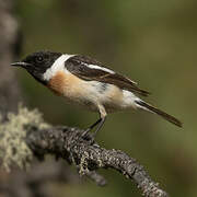 Stejneger's Stonechat