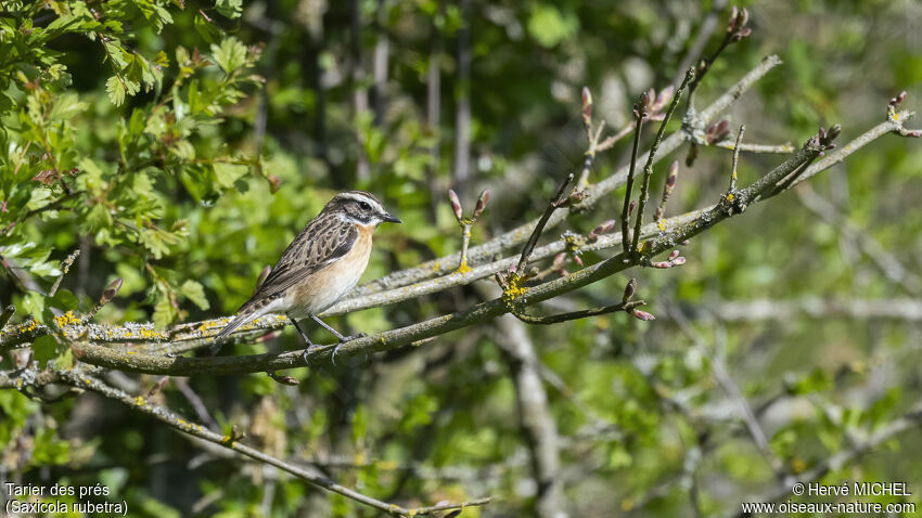 Whinchat male adult breeding