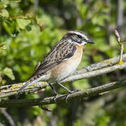 Whinchat