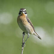 Whinchat