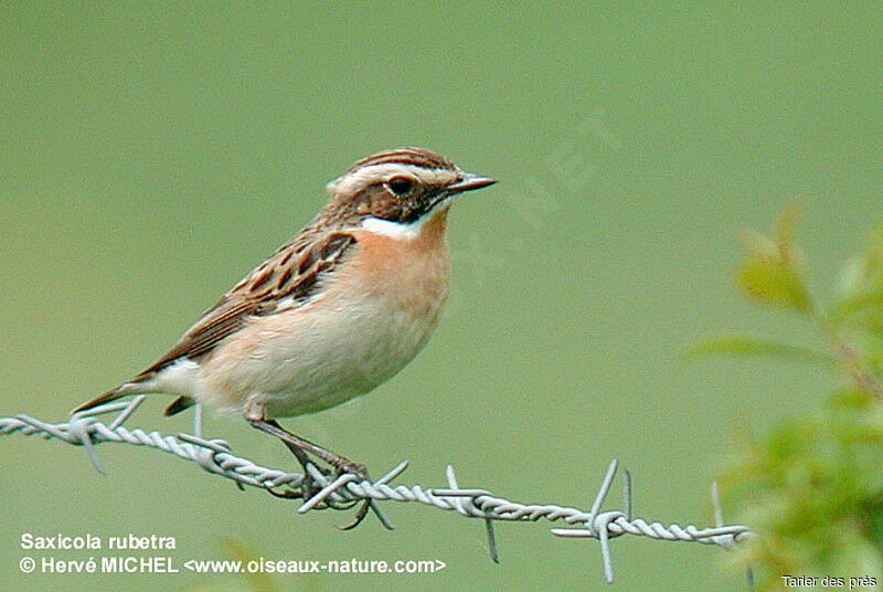 Whinchat