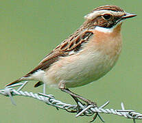 Whinchat