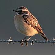 Whinchat