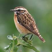 Whinchat