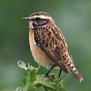 Whinchat