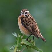 Whinchat