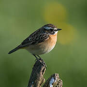 Whinchat