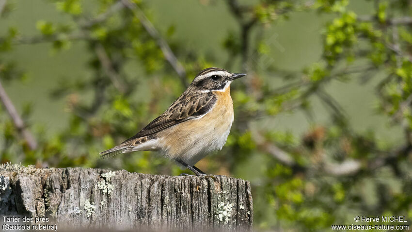 Whinchat male adult breeding