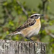 Whinchat