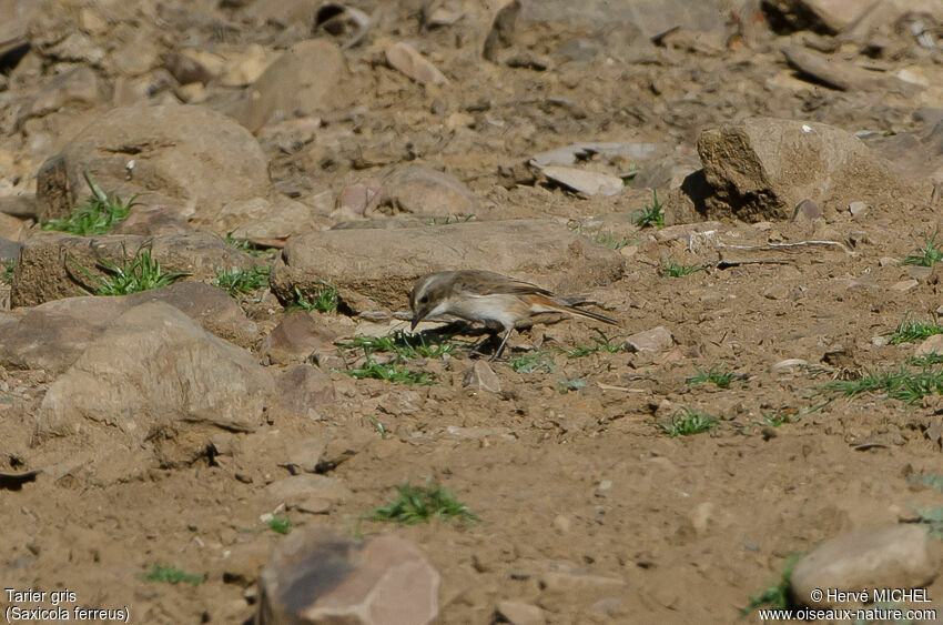 Grey Bush Chat female adult