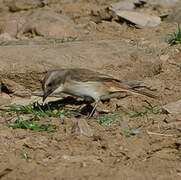 Grey Bush Chat