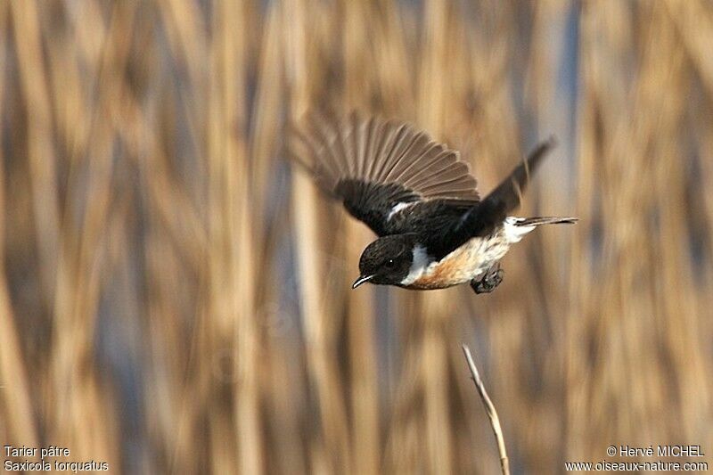 European Stonechat male adult breeding, identification