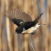 European Stonechat