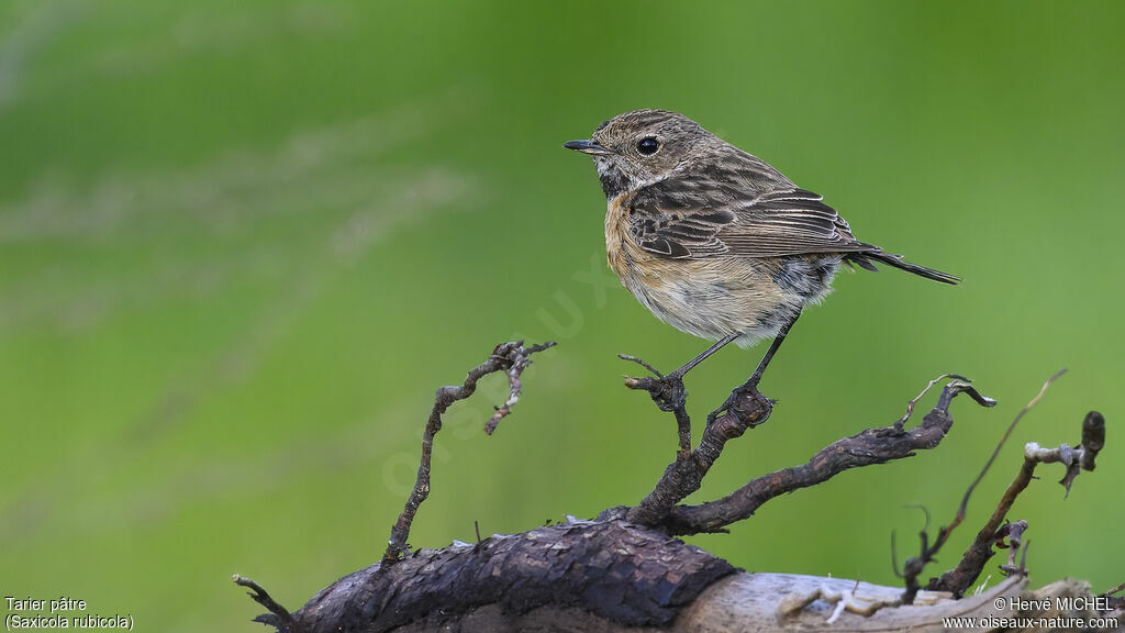 European Stonechat female adult