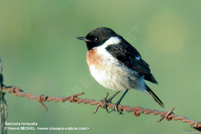 European Stonechat