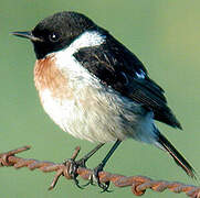 European Stonechat