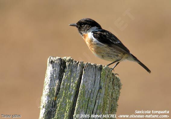 European Stonechat