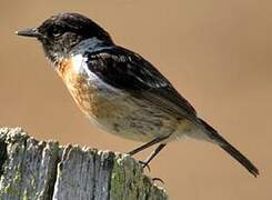 European Stonechat