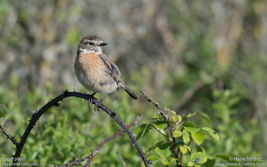 European Stonechat female