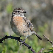 European Stonechat