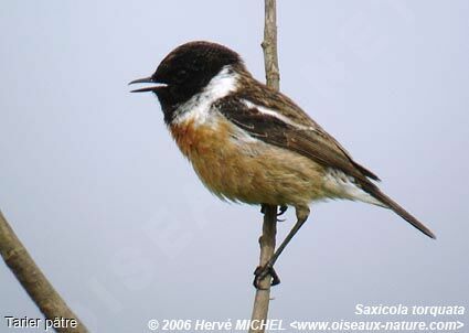 European Stonechat male adult breeding