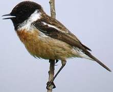 European Stonechat