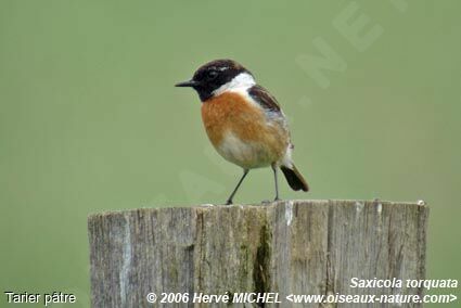 European Stonechat male adult breeding